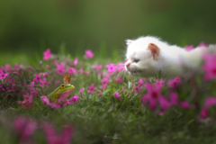 Request Quote: Fantasy Pet & Equestrian Photography | New England - Nashua, NH