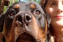 Request Quote: Certified Canine Behavior Consultant (CBCC-KA) Behaviorist - Nokesville, VA