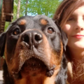 Certified Canine Behavior Consultant (CBCC-KA) Behaviorist - Nokesville, VA