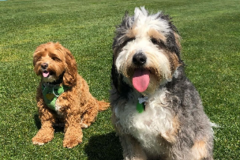 Request Quote: Paws and Claws | Professional Pet Care Services - San Francisco, CA