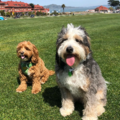 Paws and Claws | Professional Pet Care Services - San Francisco, CA