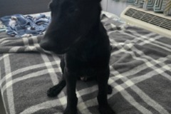 Request Quote: Experienced Caring Pet Transit - Albany, GA