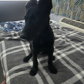 Experienced Caring Pet Transit - Albany, GA