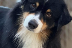 Request Quote: Pet Care Visits - Professional Pet Sitting - Eugene, OR