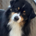 Pet Care Visits - Professional Pet Sitting - Eugene, OR