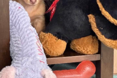 Request Quote: Dad Dog 4U | Pet Transportation - Nationwide