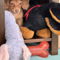 Dad Dog 4U | Pet Transportation - Nationwide