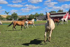 Request Quote: Animal Communication | Evidential Medium | Pet Psychic - Nationwide