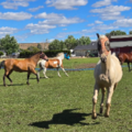Animal Communication | Evidential Medium | Pet Psychic - Nationwide