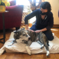 Canine Massage | Mobility Support For Dogs - New Haven, CT