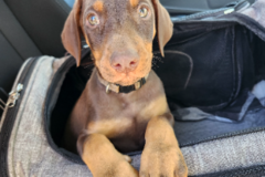 Request Quote: Every Creature Caravan | Pet Transporter - Nationwide