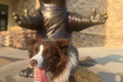 Request Quote: Pet Transportation  - Nationwide