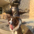 Pet Transportation  - Nationwide