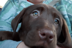 Request Quote: Pet Lovers Transport  - Corbin, KY
