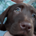 Pet Lovers Transport  - Corbin, KY
