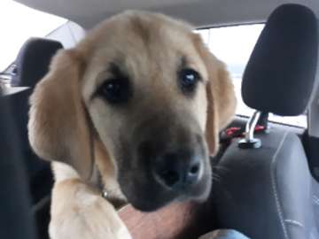 Sweet Baby Transport 
