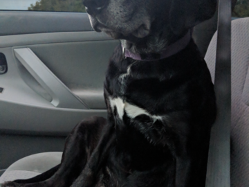 My Baby Bella Renee
