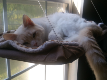 Bella's cat, Mischief Mayhem