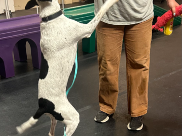 Metro Dog employee playing with a guest