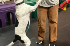 Request Quote: Metro Dog | In-Home Pet Sitting - Richmond, CA