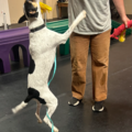 Metro Dog | In-Home Pet Sitting - Richmond, CA