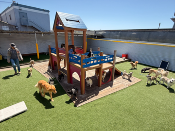 Our canine guests playing in our outdoor area