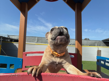 A dog playing in our outdoor area