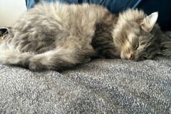 Request Quote: Gentle Distance Animal Reiki | Calm, Comfort & Energetic Sup - Nationwide