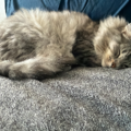 Gentle Distance Animal Reiki | Calm, Comfort & Energetic Sup - Nationwide