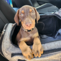 Every Creature Caravan | Pet Transporter - Nationwide