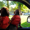 Happy Paw Pet Transport - Nationwide