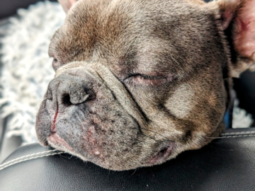Happy Dog