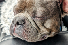 Request Quote: Snout Route | Trusted Door-to-Door Pet Transport - Nationwide