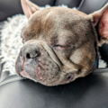Snout Route | Trusted Door-to-Door Pet Transport - Nationwide