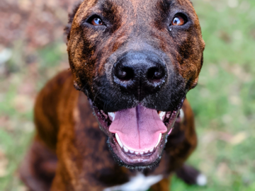 Who's a Good Boy? I'm a good boy!