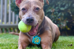 Request Quote: Pet Photographer Specializing In Portrait Style Photos  - Decatur, GA