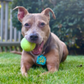 Pet Photographer Specializing In Portrait Style Photos  - Decatur, GA