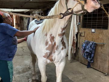 Equine session with red light and bodywork