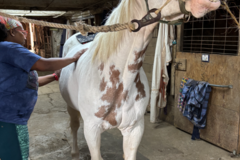 Request Quote: Canine and Equine Bodywork and Wellness - Central Square, NY