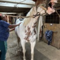Canine and Equine Bodywork and Wellness - Central Square, NY