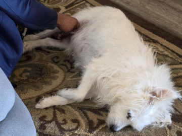 Canine bodywork