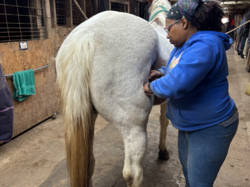 Equine bodywork