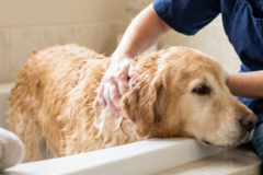 Request Quote: Pampering for your fur-babies - San Antonio, TX