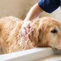 Pampering for your fur-babies - San Antonio, TX