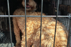 Request Quote: USDA certified pet transport and taxi - Nationwide