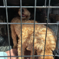 USDA Certified Pet Transport and Taxi - Nationwide