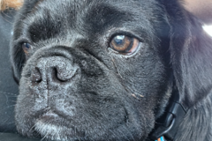 Request Quote: USDA Registered Pet Transport - Nationwide
