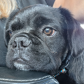 USDA Registered Pet Transport - Nationwide