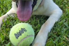Request Quote: Flight Nanny & Pet Transportation Services  - Nationwide