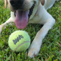 Flight Nanny & Pet Transportation Services  - Nationwide